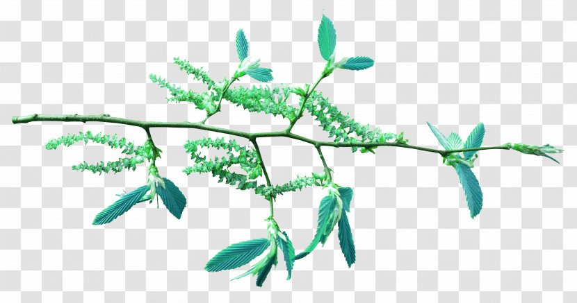 Plant Stem Flowering Leaf Line - Salix Transparent PNG