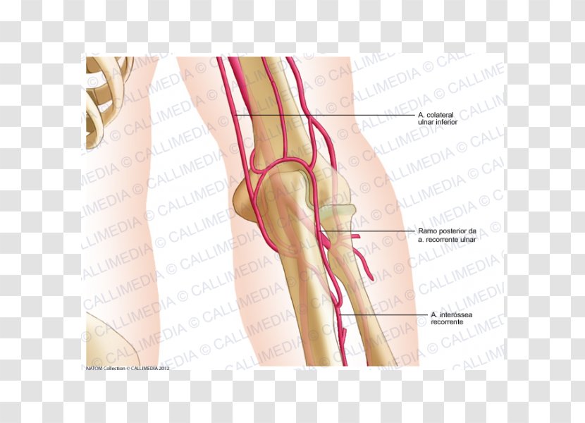 Thumb Elbow Artery Human Anatomy - Frame - Posterior Communicating Transparent PNG