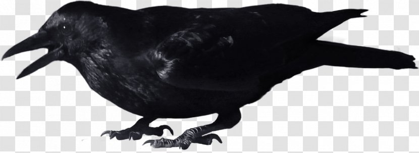 Crow Clip Art - Like Bird - Black Transparent PNG