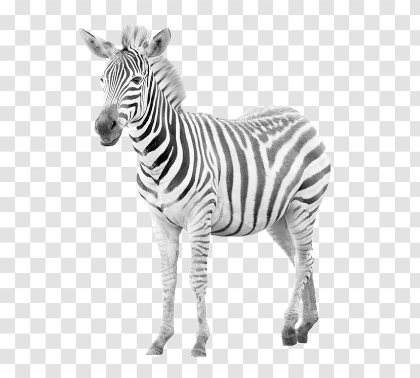 Zebra Horse Photography - Neck - Cute Transparent PNG