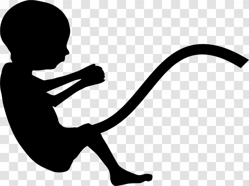Fetus Pregnancy Infant Silhouette - Embryo - Sillhouette Transparent PNG
