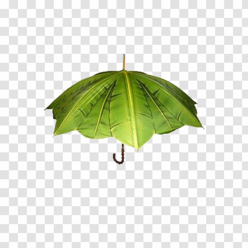 Umbrella Creativity Designer Transparent PNG