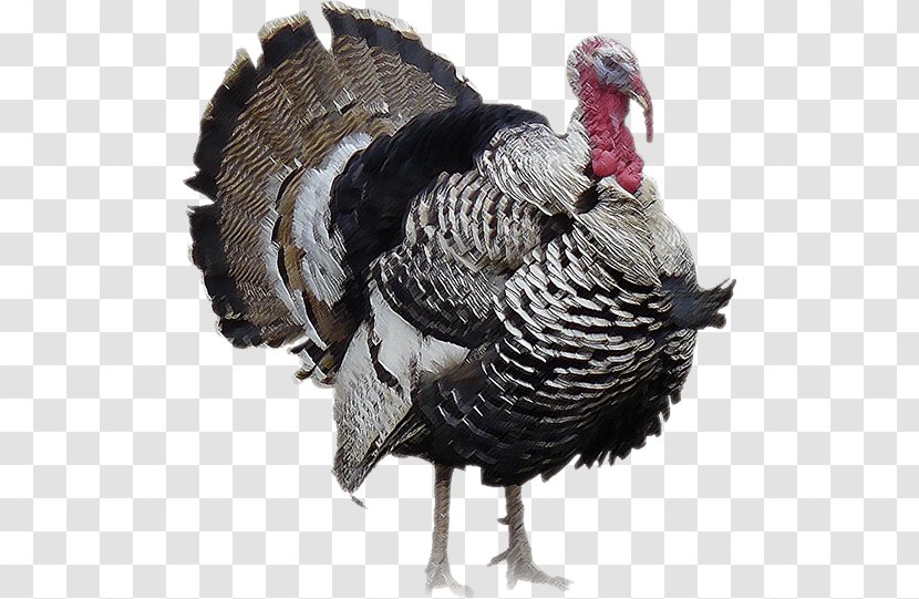 Turkey Bird Thanksgiving Middle East Transparent PNG
