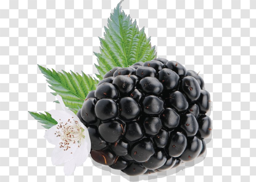 Driscoll's BlackBerry Boysenberry Auglis - Blueberry - Blackberry Fruit Transparent PNG