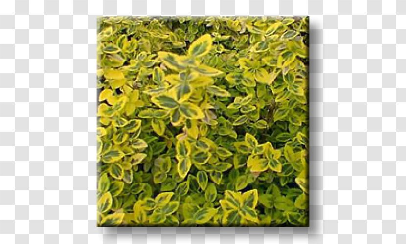 Fortune's Spindle Бордюр Groundcover Shrub Yellow - Perennial Plant - Emerald Transparent PNG