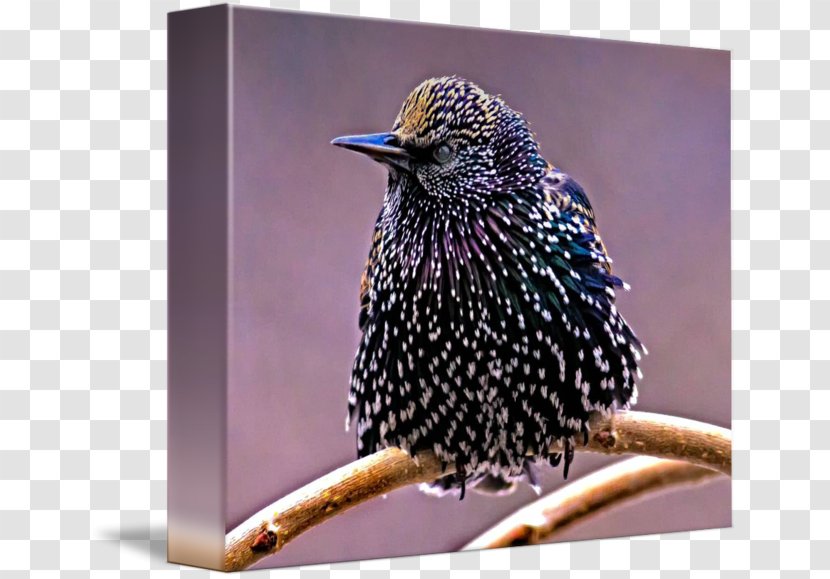 Wren Common Starling Fauna Beak - Perching Bird Transparent PNG