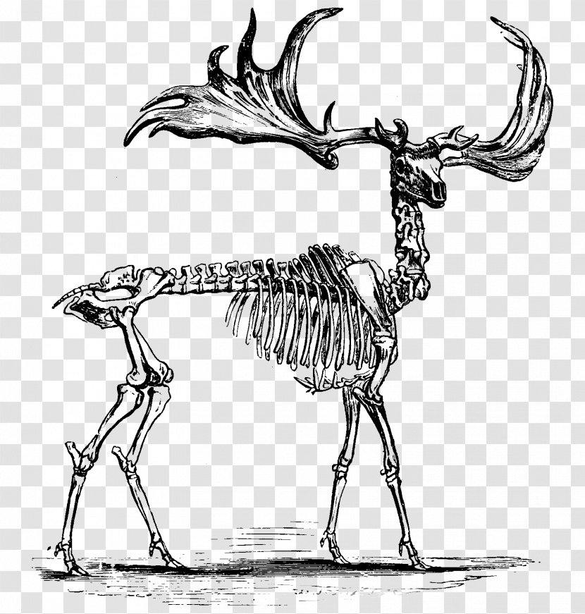 Red Deer Elk Skeleton Anatomy Transparent PNG