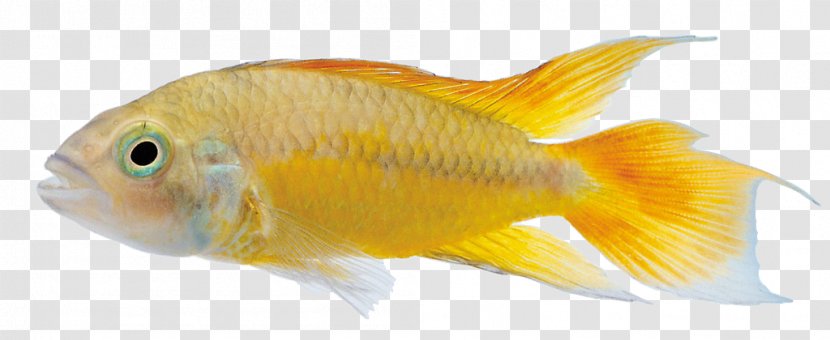 Commercial Fish Feed Ornamental - Yellow Transparent PNG