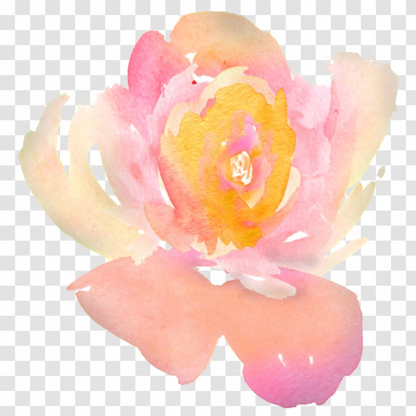 United States Centifolia Roses John 3:16 Shall Not Perish For God So Loved The World That He Gave His Only Son, Whoever Believes In Him Should But Have Eternal Life. - Tree - Pink Watercolor Flower Transparent PNG