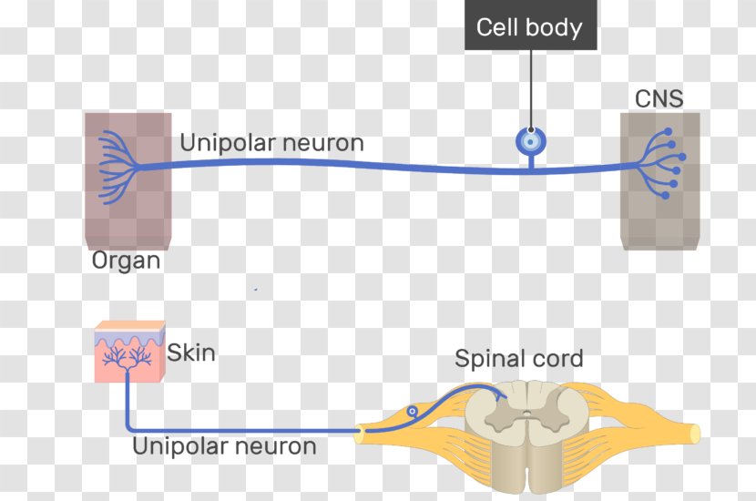 Pseudounipolar Neuron Multipolar Bipolar - Area - Junctions Between Neurons Transparent PNG