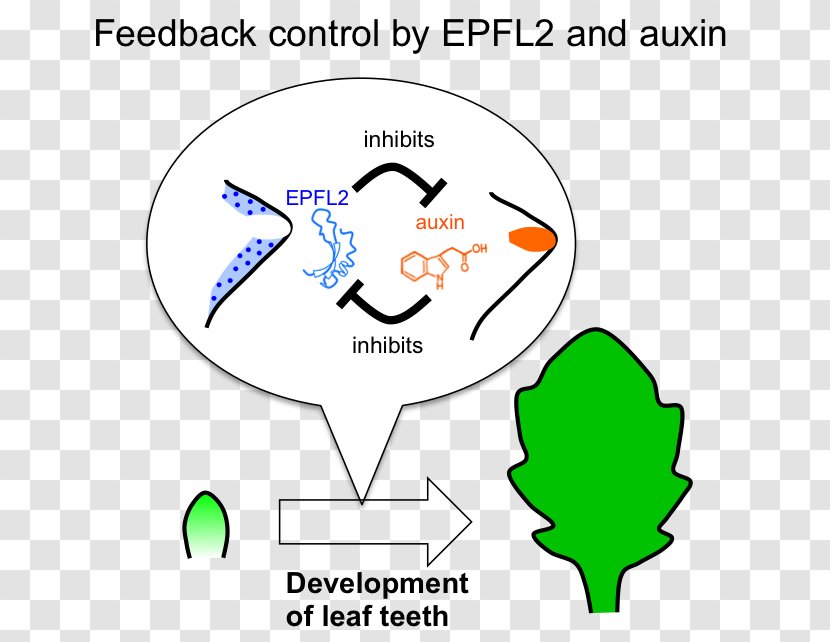 Plant Negative Feedback Auxin Leaf - Human Behavior Transparent PNG