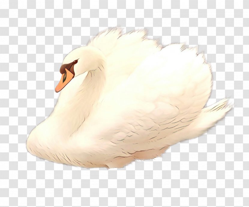 Water Background - Feather - Fur Goose Transparent PNG