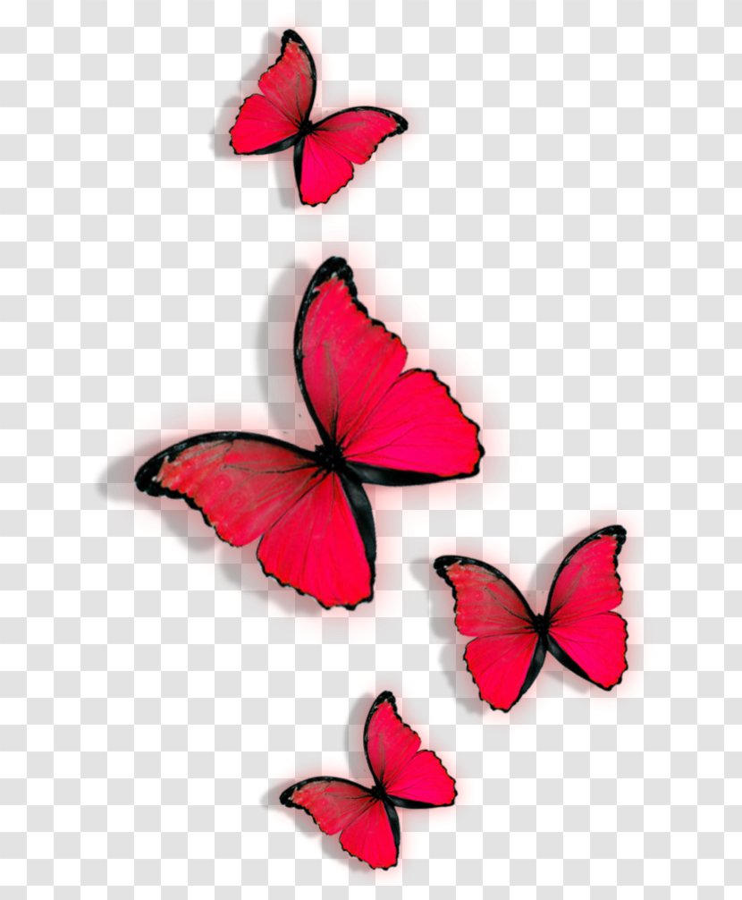 Butterfly Red Clip Art - Moth Transparent PNG