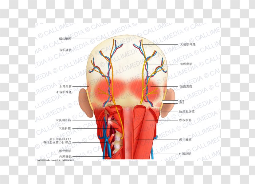 Head And Neck Anatomy Human Muscle - Flower - Auricular Transparent PNG