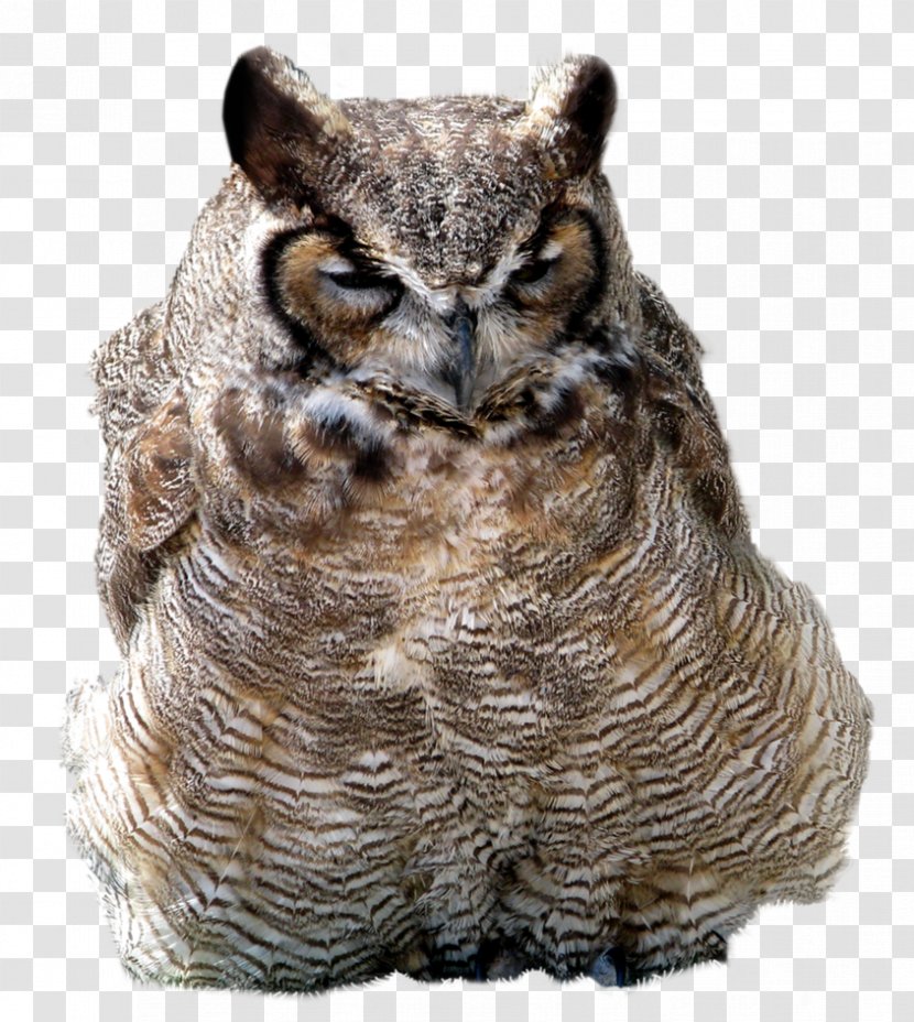Great Horned Owl American Crow Clip Art - Grey Transparent PNG