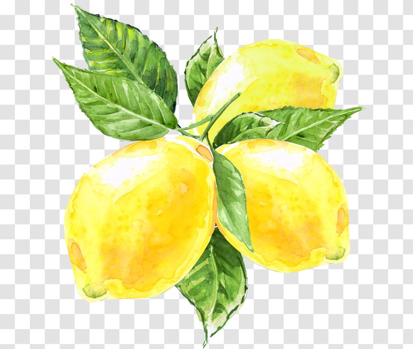 Lemon Tree - Pouteria Caimito - Food Transparent PNG