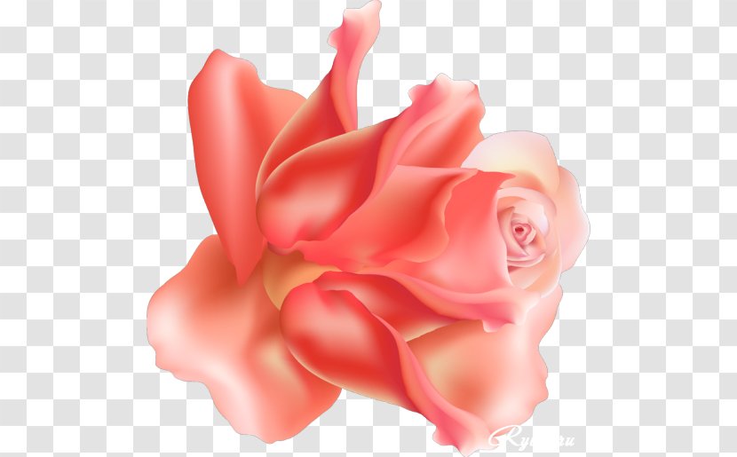 Garden Roses Centifolia Floribunda Cut Flowers Petal - Rose Family - Flowering Plant Transparent PNG