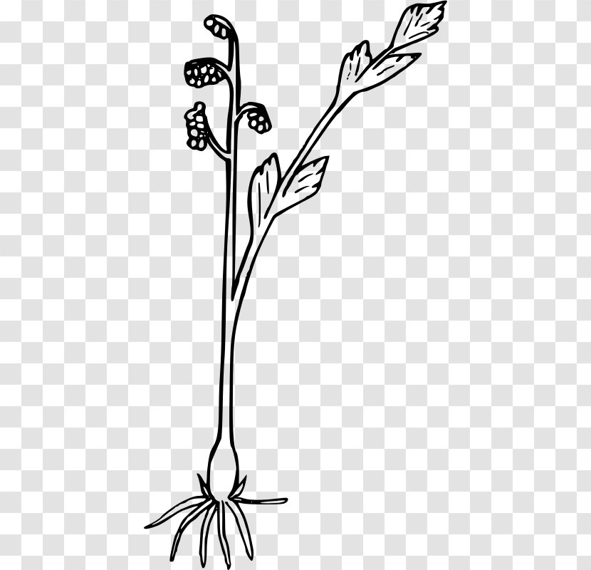 Clip Art - Photography - Wildflowers Transparent PNG
