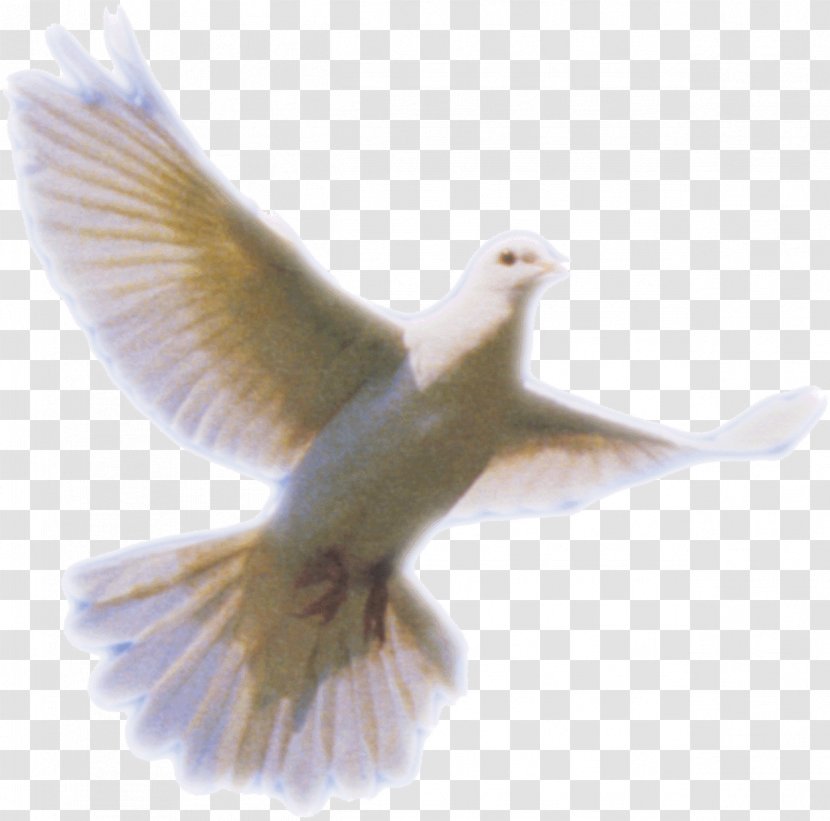 Columbidae Holy Spirit Doves As Symbols - Peace - Dove Clip Art Transparent PNG