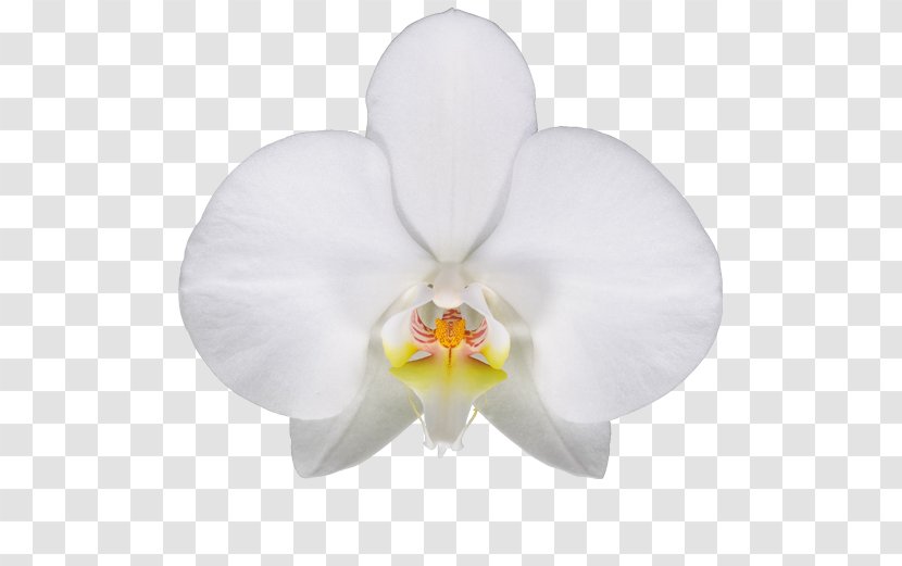 Moth Orchids Cattleya - White Transparent PNG