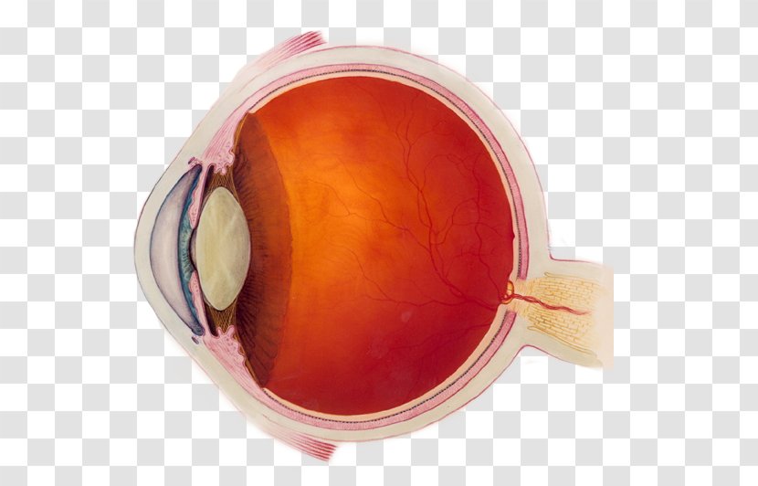 Near-sightedness Human Eye Visual Perception Examination - Macular Degeneration Transparent PNG