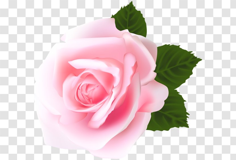 Centifolia Roses Floribunda Garden Clip Art - Pin - Pink Rose Transparent PNG