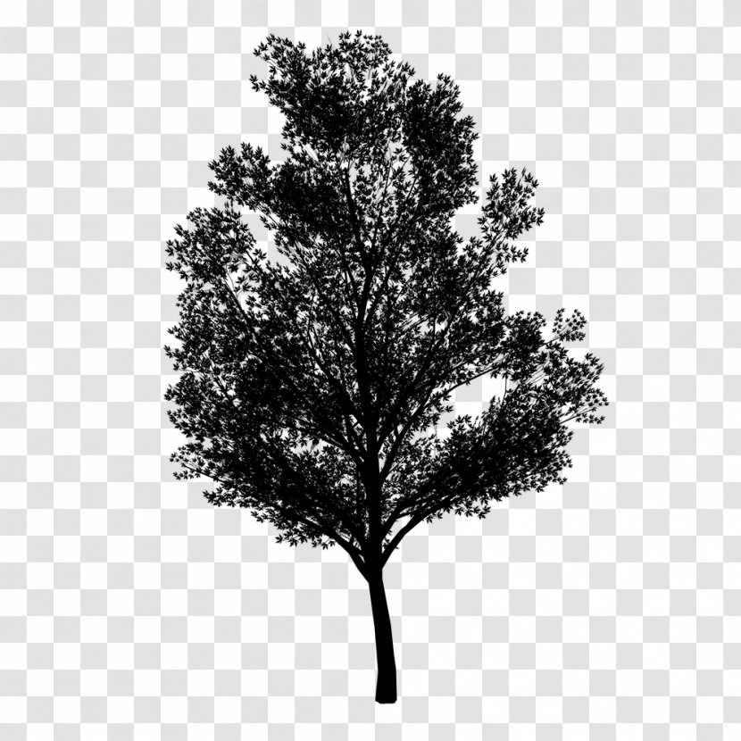Pine Family Leaf - Deciduous Transparent PNG