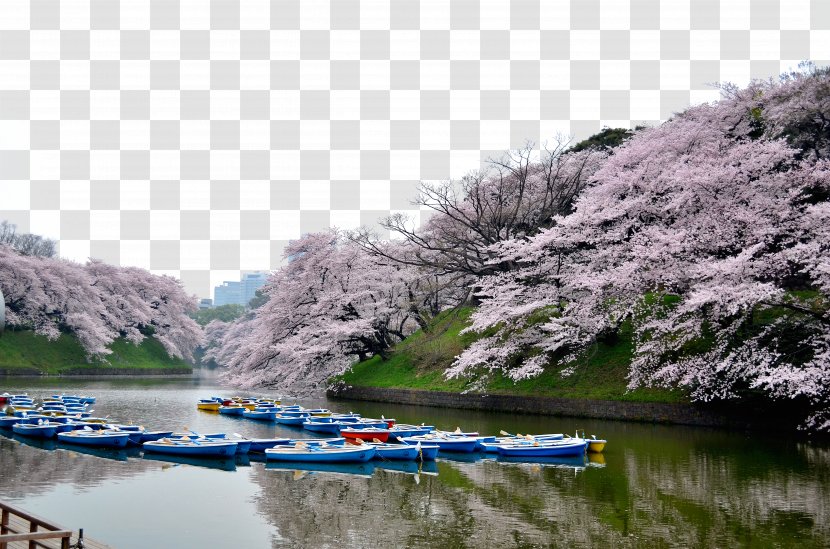 Tokyo Cherry Blossom Tourism - Tree - Beautiful Blossoms Transparent PNG