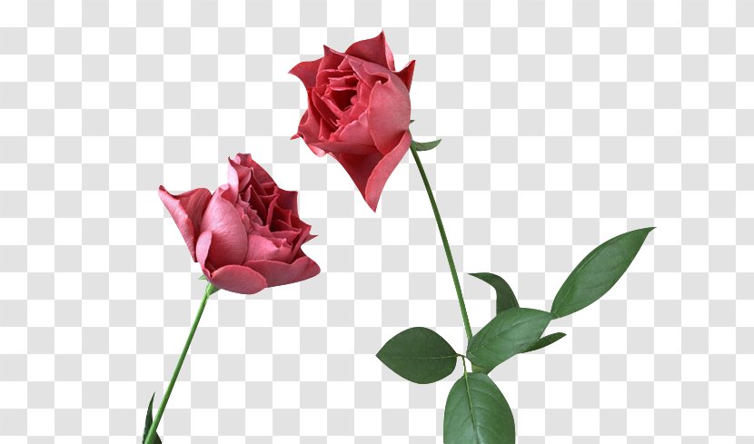 Clip Art Garden Roses Adobe Photoshop Image - Cut Flowers - Rmv Transparent PNG