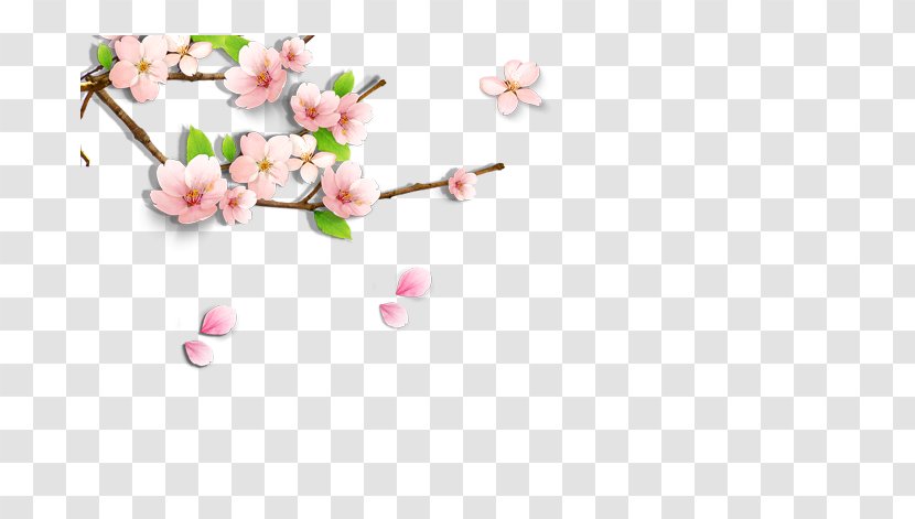 Cherry Blossom Clip Art - Color - Floral Decoration Transparent PNG