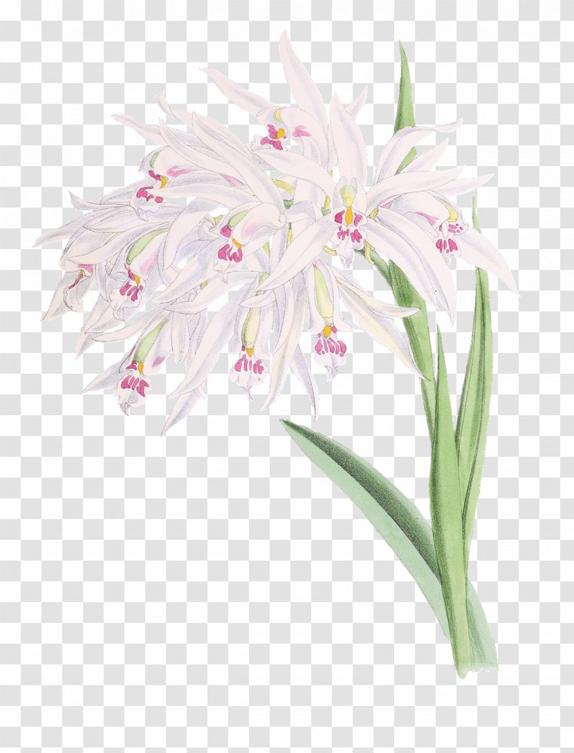 Cut Flowers Hyacinthus Orientalis Clip Art - Flowering Plant - Hyacinth Transparent PNG