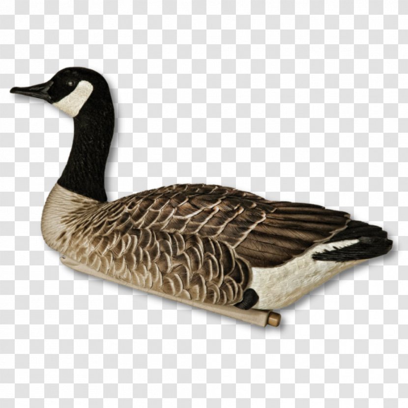 Canada Goose Greylag Mallard Transparent PNG