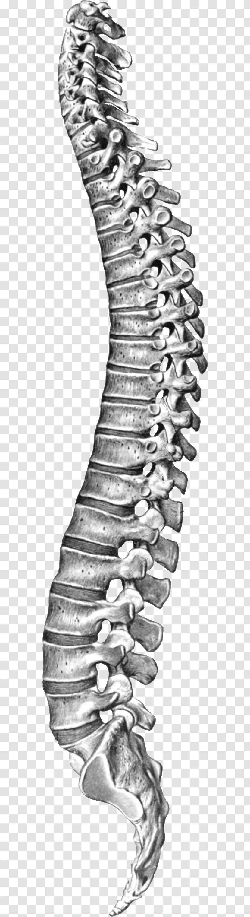 Vertebral Column Spinal Cord Coccyx - Axial Skeleton Transparent PNG