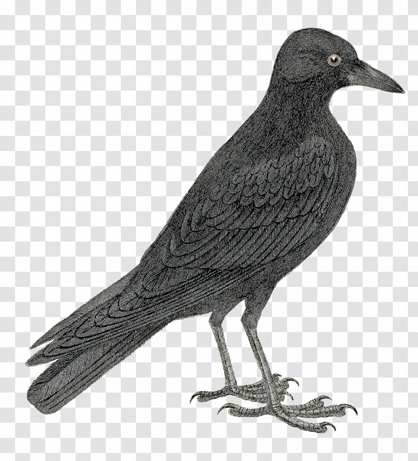 Bird Beak Crow Raven New Caledonian Crow Transparent PNG