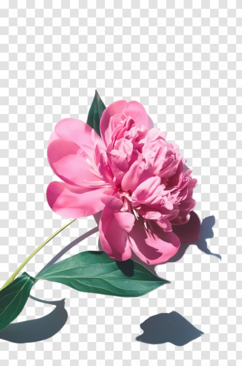 Flower Flowering Plant Petal Pink - Chinese Peony Cut Flowers Transparent PNG