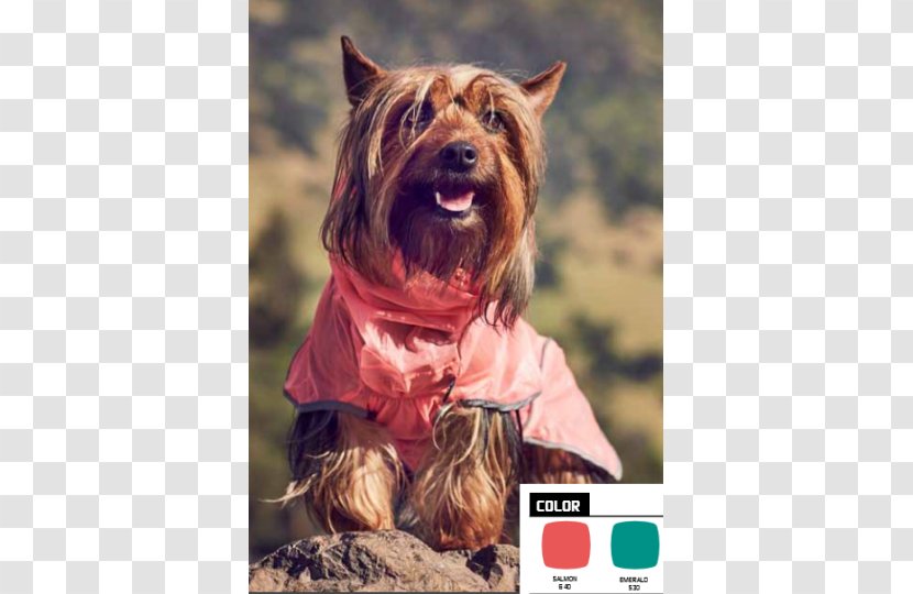 Australian Terrier Silky Yorkshire Norwich Cairn - Companion Dog - Water Transparent PNG
