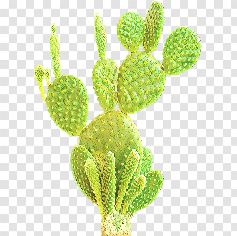Barbary Fig Cactus Eastern Prickly Pear Image Nopalito - Drawing - Botany Transparent PNG
