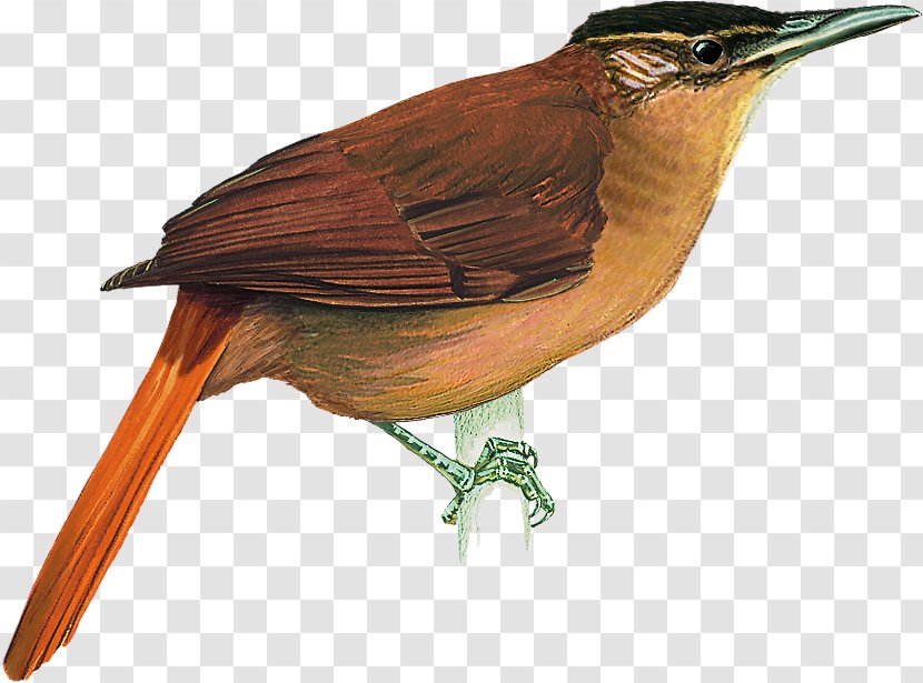 Alagoas Cryptic Treehunter Atlantic Forest Cerrado Cichlocolaptes - Fauna - Bird Transparent PNG