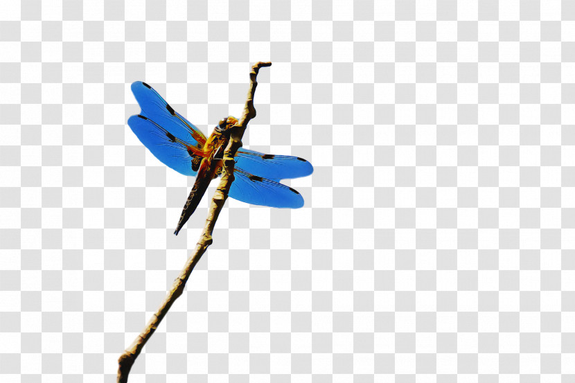 Dragonfly Insect Cell Membrane Butterflies Ant Transparent PNG