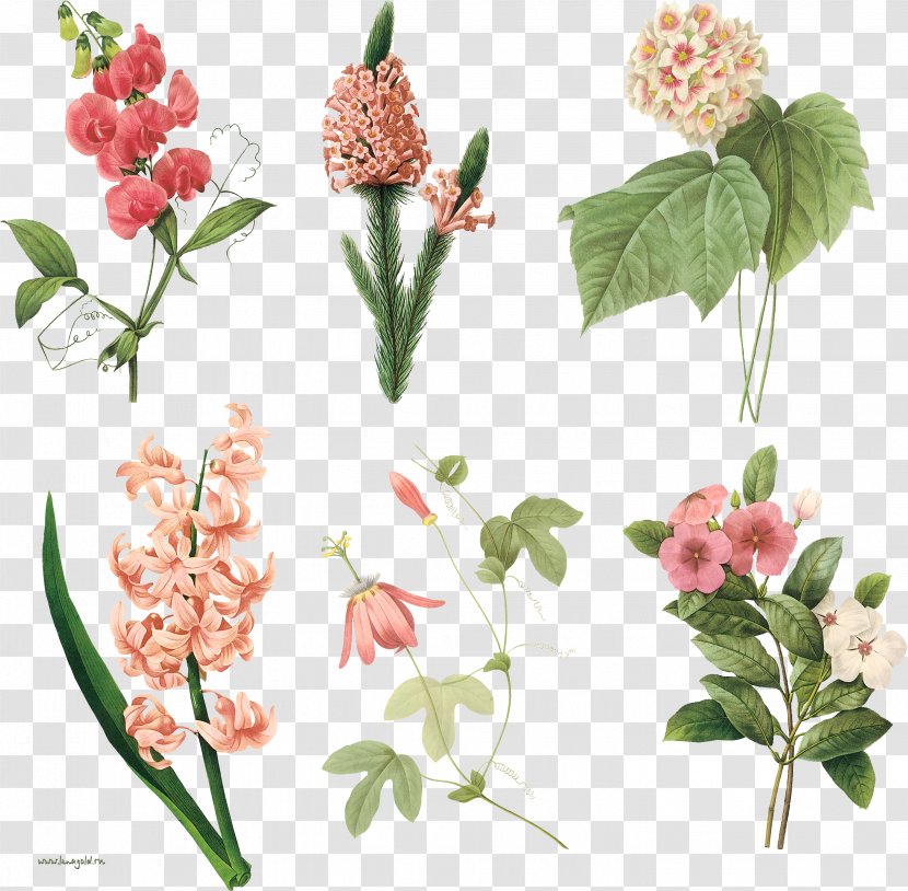 Periwinkle Floral Design Flower Botany Watercolor Painting - Rose Transparent PNG