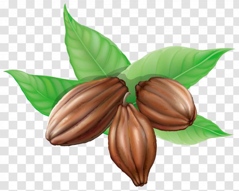 Cocoa Bean Theobroma Cacao Clip Art - Leaf - Beans Clipart Picture Transparent PNG