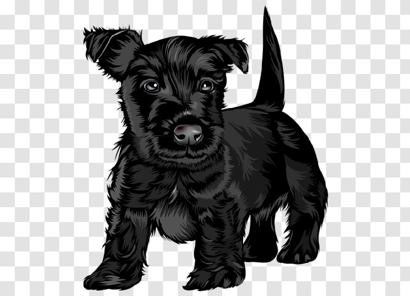 Scottish Terrier Black Russian Puppy Jack Russell Cavalier King Charles Spaniel - Schnauzer - The Dog Cartoon Animal Transparent PNG