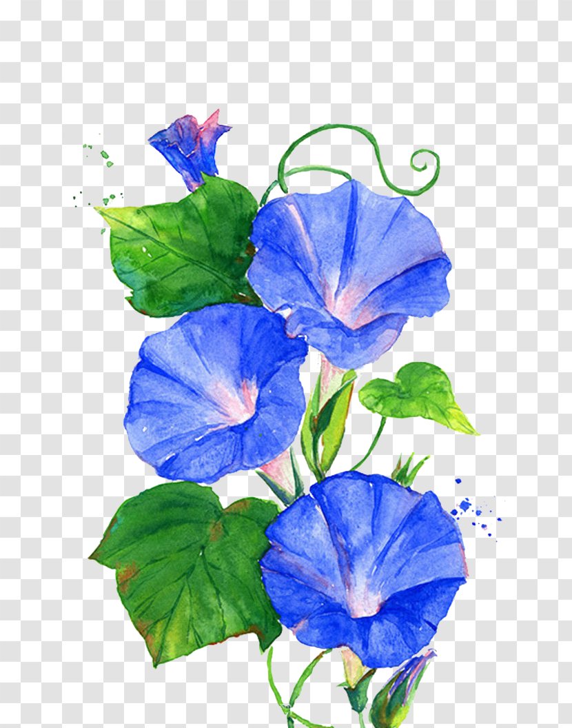 Ipomoea Nil Flower Vine Blue - Watercolor - Trumpet Flowers Transparent PNG