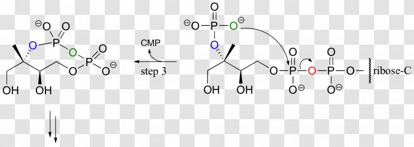 Phosphorylation Hydroxy Group Adenosine Triphosphate Ester - Heart - Cartoon Transparent PNG