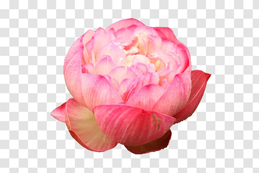 Nelumbo Nucifera Centifolia Roses U611bu84eeu8aaa - Pink - Free Lotus Pull Material Transparent PNG