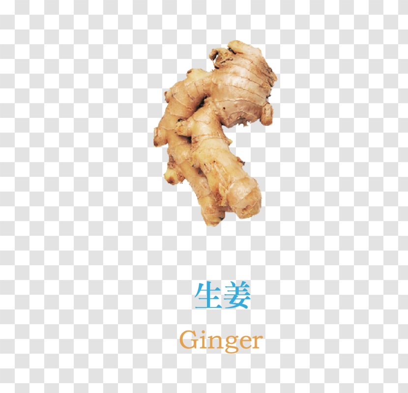 Cancer Food Neoplasm Ginger Vegetable - Garlic Transparent PNG