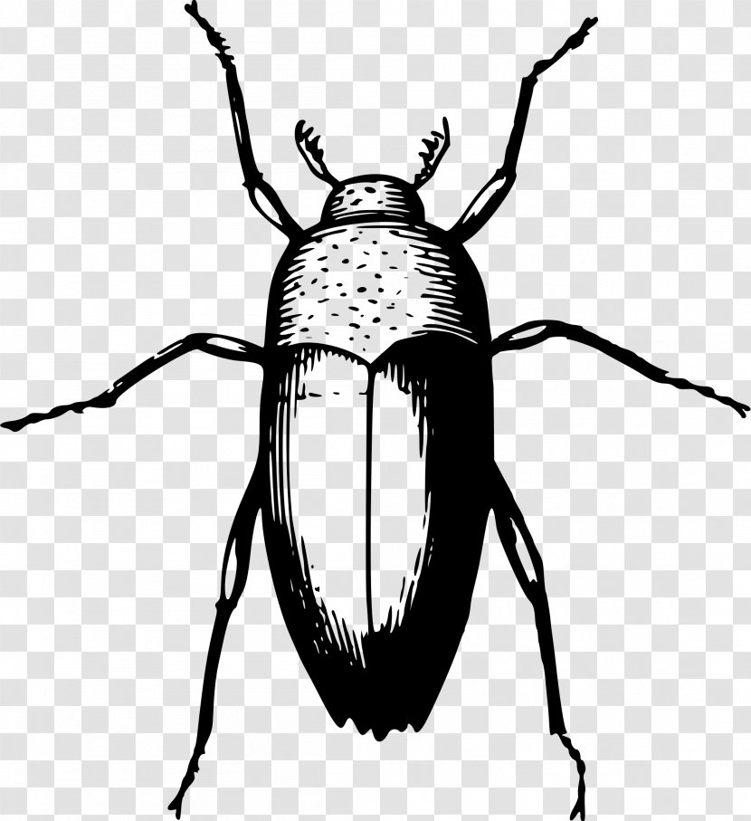 Beetle Animal Clip Art - Invertebrate Transparent PNG