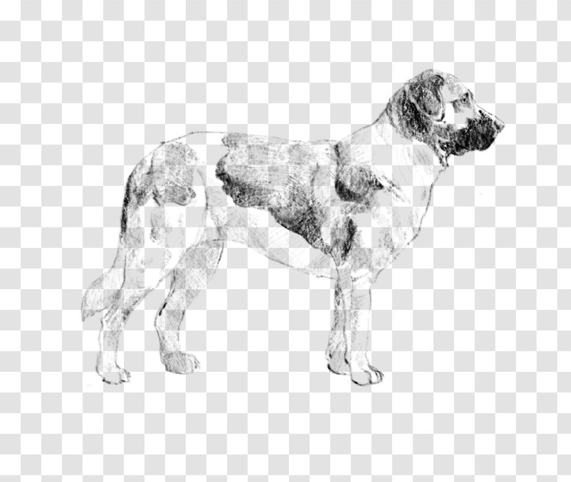 English Setter Dog Breed Spaniel Sporting Group - Miniature Siberian Husky Transparent PNG