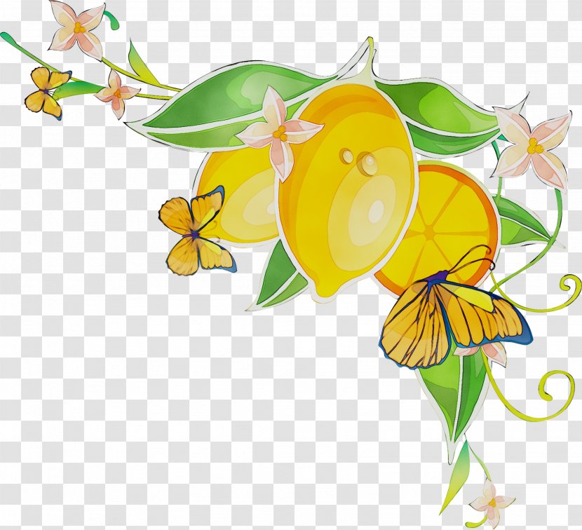 Butterfly Illustration Insect M / 0d Clip Art - Floral Design - Plant Stem Transparent PNG