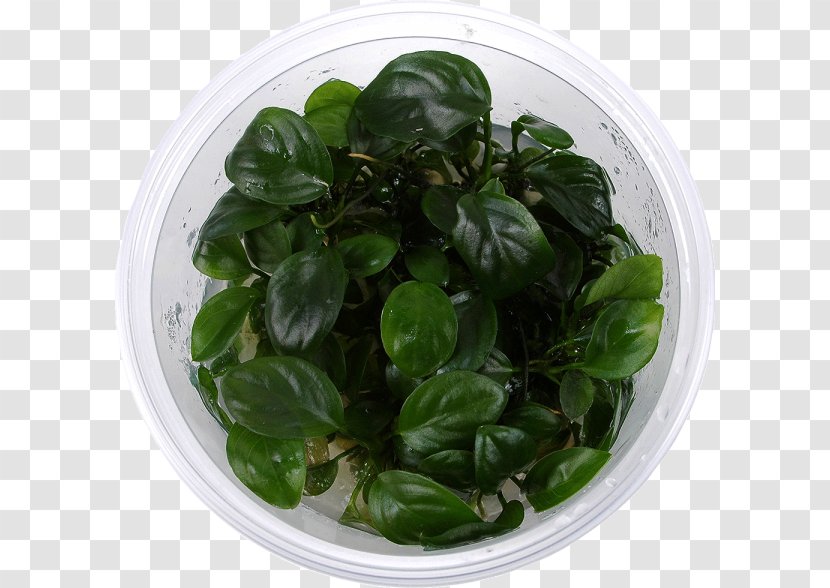 Basil Spring Greens Spinach Leaf Vegetable - Ingredient Transparent PNG